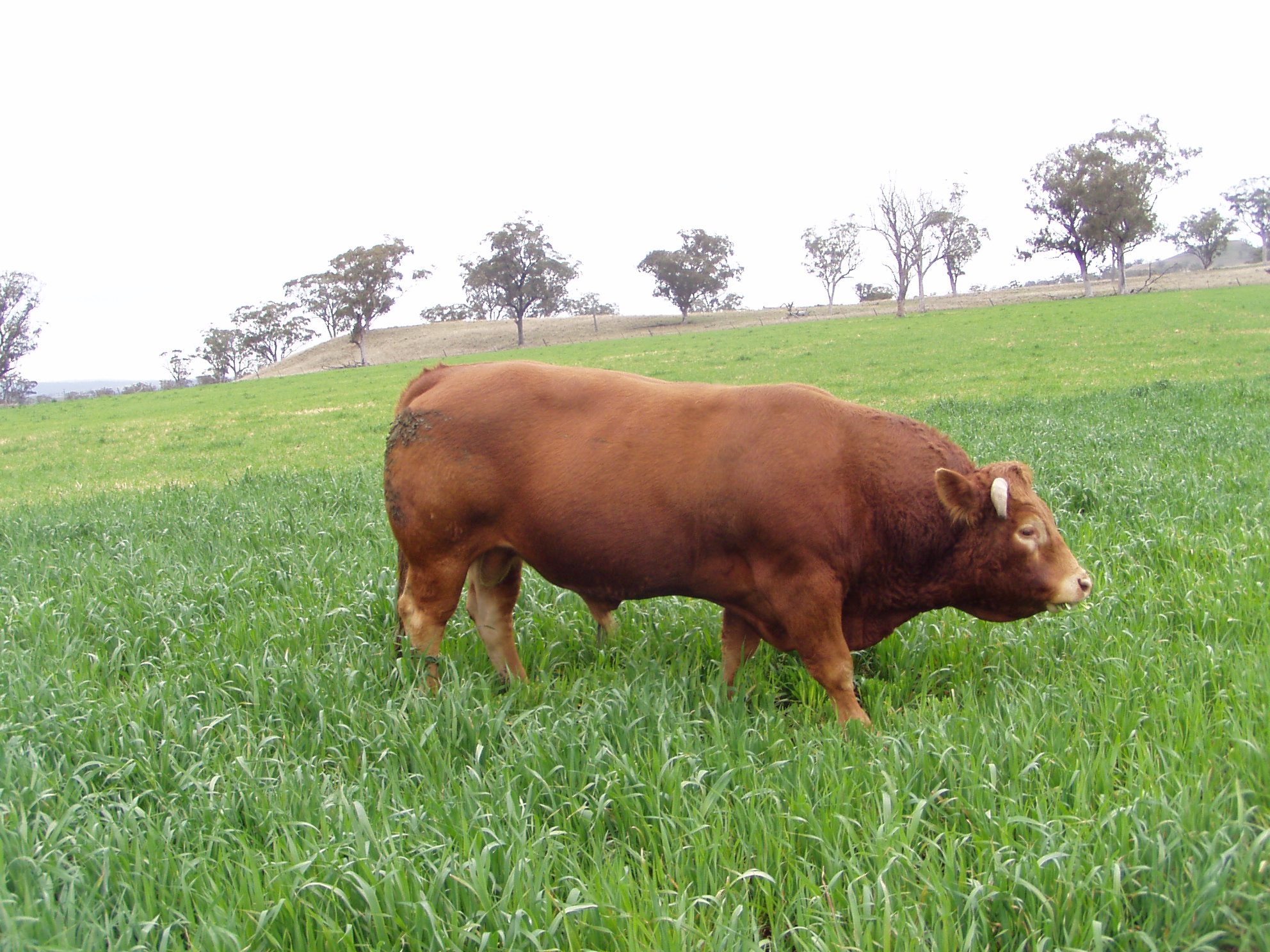 Northern Limousin Breeders Annual Bull Sale